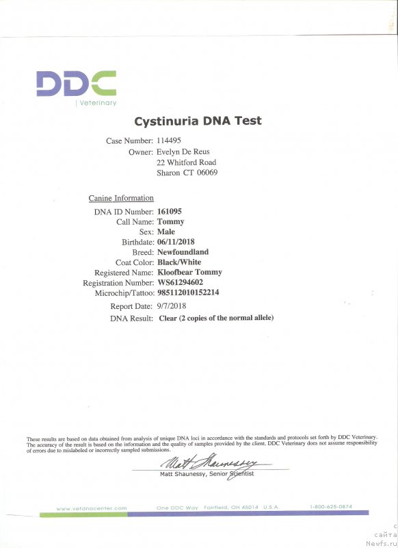 Фото: ньюфаундленд Kloofbears I Believe I Can Flay for Sent Djons