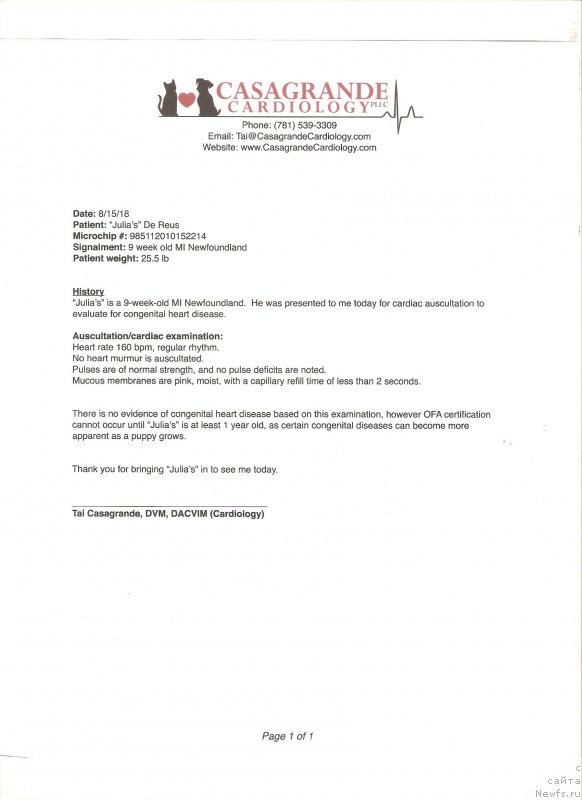 Фото: ньюфаундленд Kloofbears I Believe I Can Flay for Sent Djons