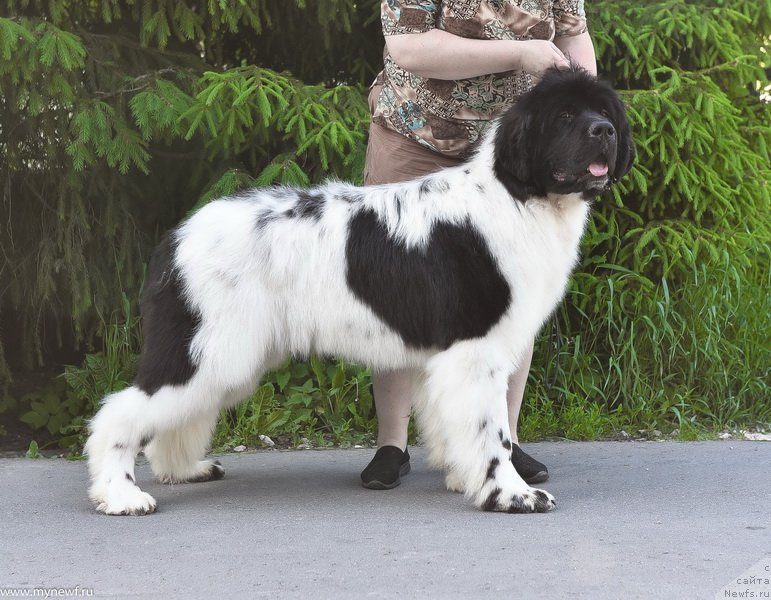 Фото: ньюфаундленд Kloofbears I Believe I Can Flay for Sent Djons