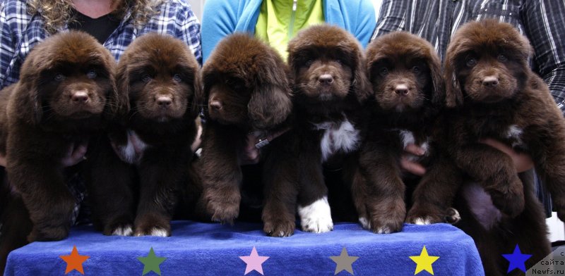 Фото: ньюфаундленд Акватория Келвин Хизер Хани (Aquatoriya Kelvin Heather Honey)