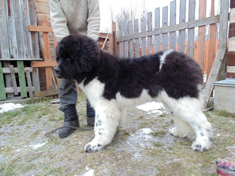 Фото: ньюфаундленд Иллулисат от Карельских Медведей