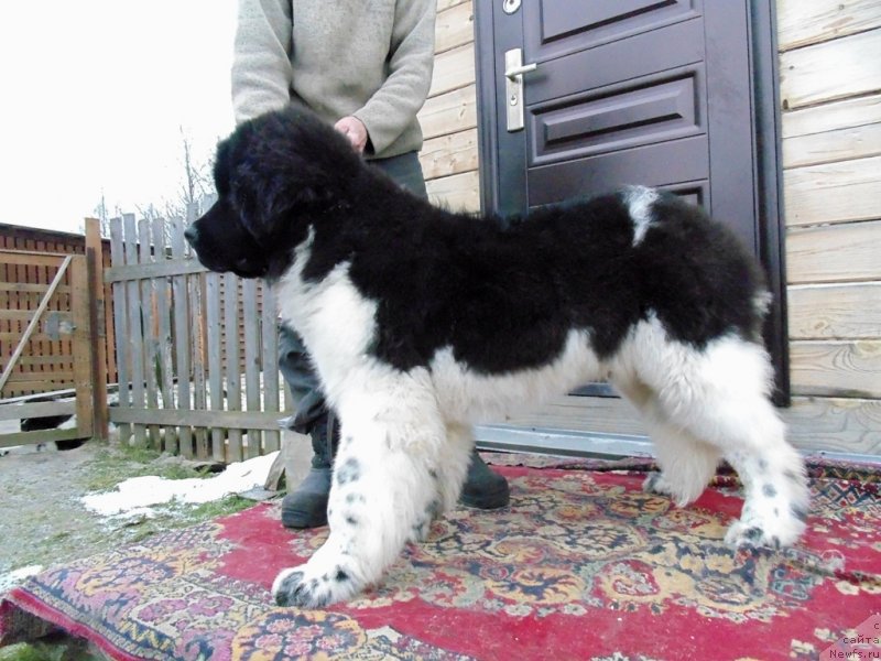 Фото: ньюфаундленд Иллулисат от Карельских Медведей