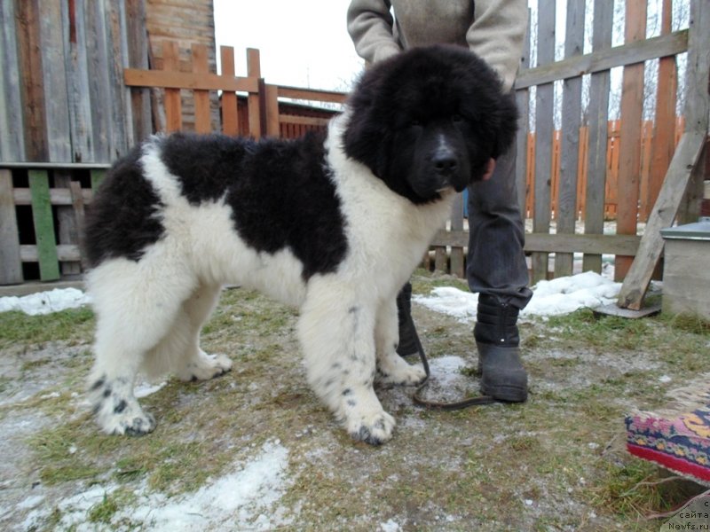 Фото: ньюфаундленд Иллулисат от Карельских Медведей