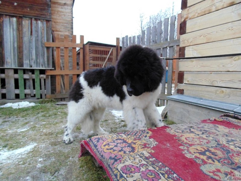 Фото: ньюфаундленд Иллулисат от Карельских Медведей