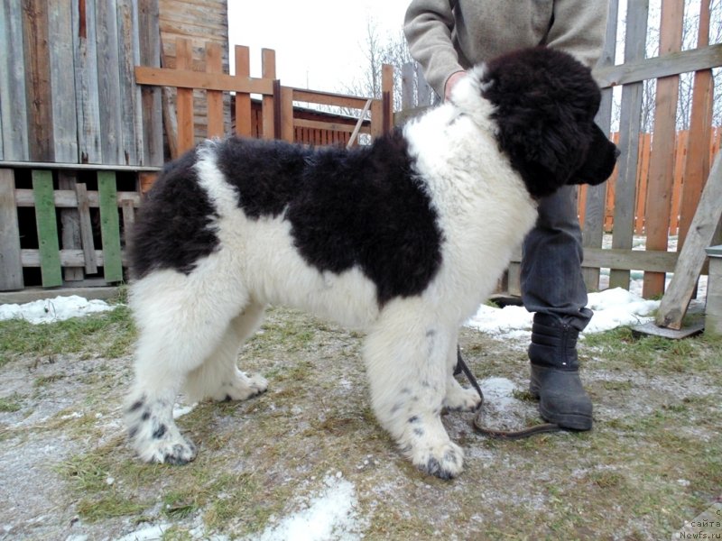 Фото: ньюфаундленд Иллулисат от Карельских Медведей