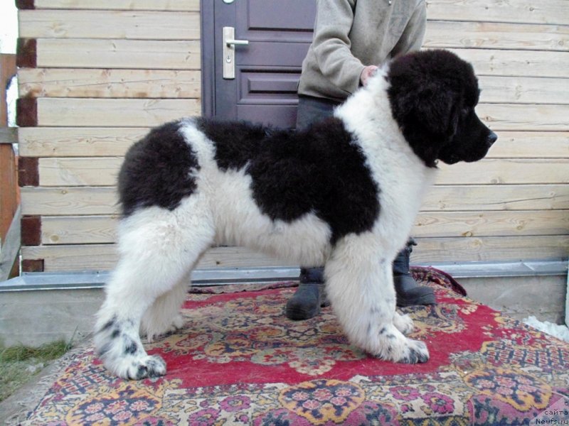 Фото: ньюфаундленд Иллулисат от Карельских Медведей