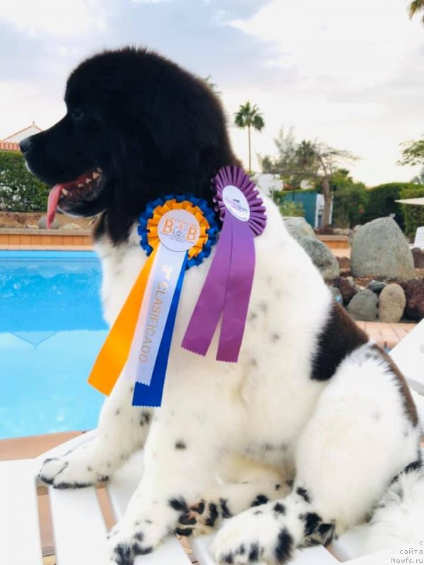 Фото: ньюфаундленд Игарка от Карельских Медведей