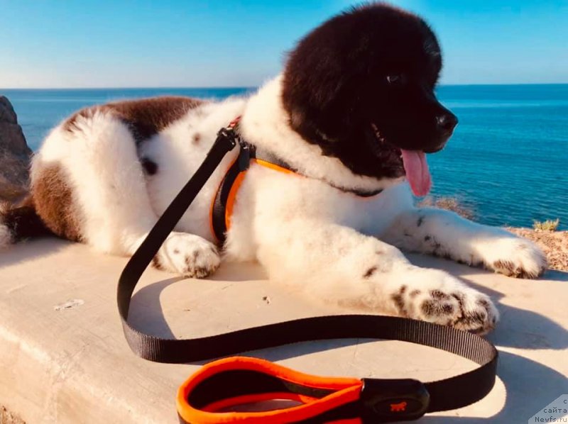 Фото: ньюфаундленд Игарка от Карельских Медведей