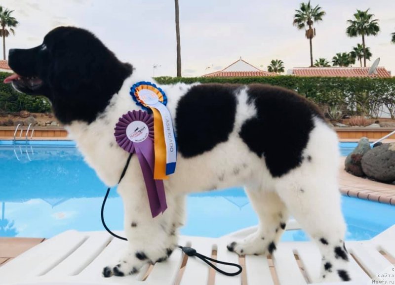 Фото: ньюфаундленд Игарка от Карельских Медведей