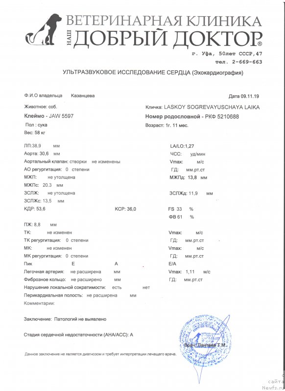 Фото: ньюфаундленд Лаской Согревающая Лаика (Laskoy Sogrevayuschaya Laika)