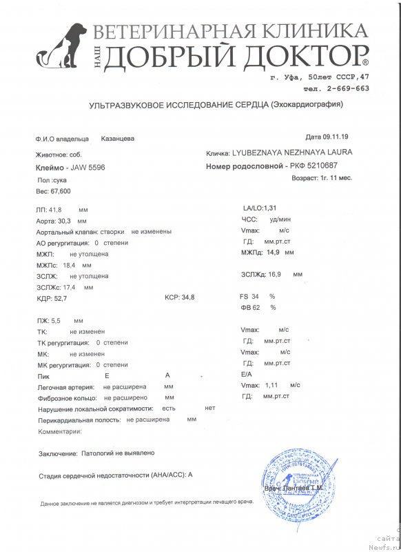 Фото: ньюфаундленд Любезная Нежная Лаура (Lyubeznaya Nezhnaya Laura)