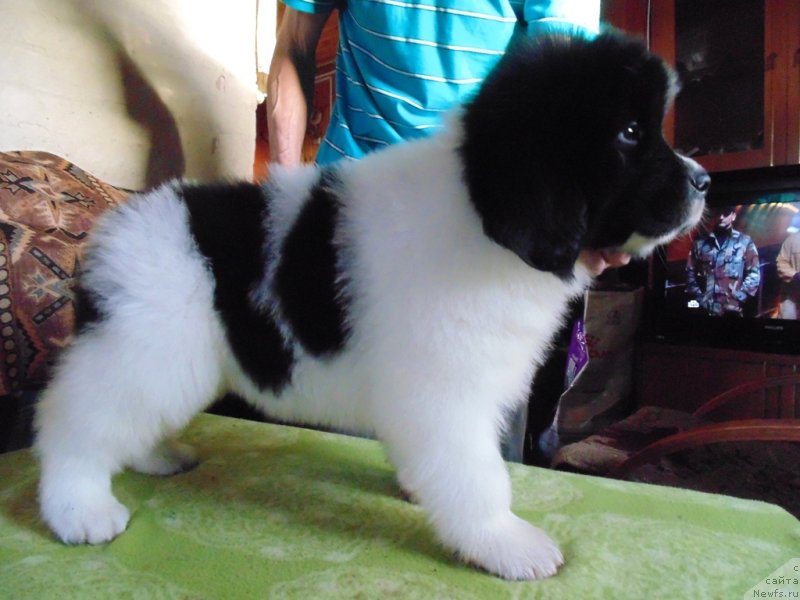 Фото: ньюфаундленд Ладога от Карельских Медведей