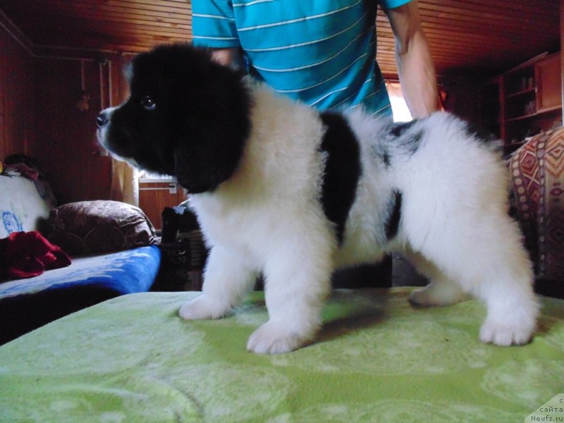 Фото: ньюфаундленд Ладога от Карельских Медведей