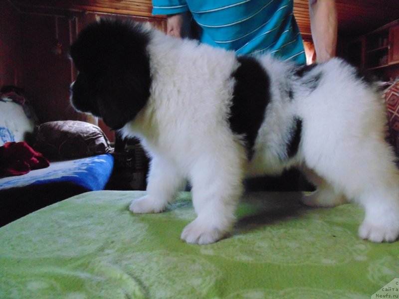 Фото: ньюфаундленд Ладога от Карельских Медведей