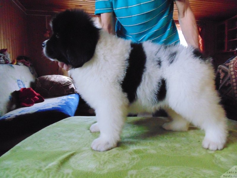 Фото: ньюфаундленд Ладога от Карельских Медведей