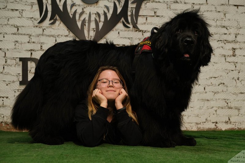 Фото: ньюфаундленд Донатс Прайд Бэт Мидлер