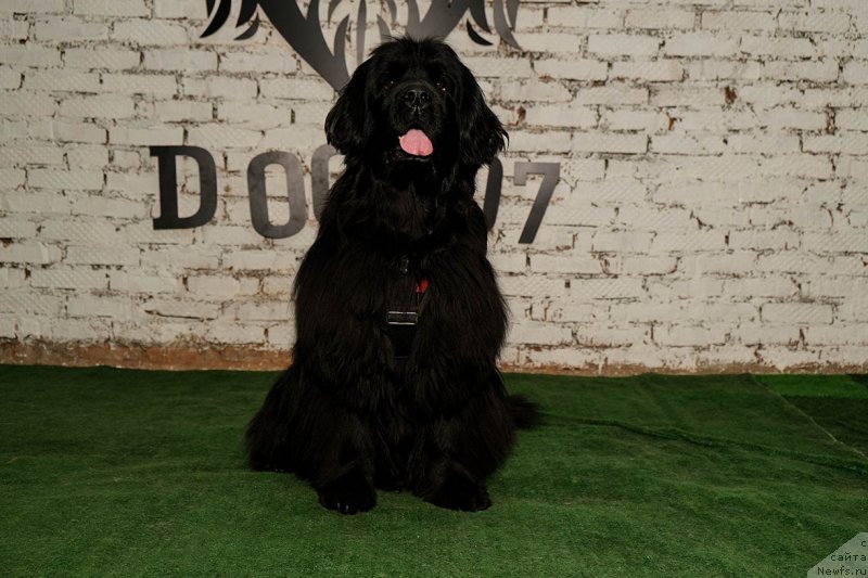 Фото: ньюфаундленд Донатс Прайд Бэт Мидлер