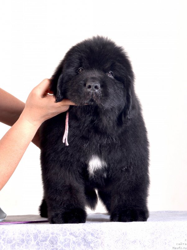 Фото: ньюфаундленд Disoranto Dark Temptation