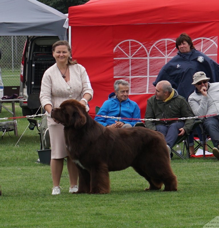 Фото: ньюфаундленд Акватория Келвин Райз Афтэ Ми (Aquatoriya Kelvin Rise After Me)