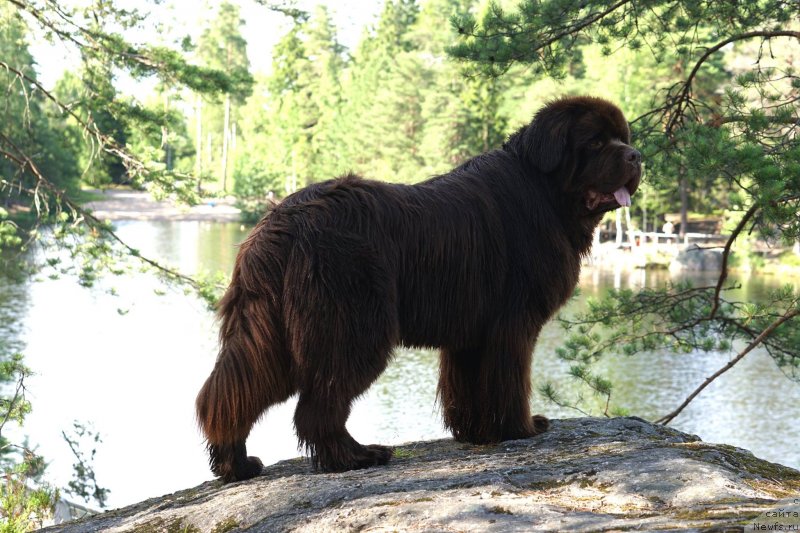 Фото: ньюфаундленд Акватория Келвин Райз Афтэ Ми (Aquatoriya Kelvin Rise After Me)