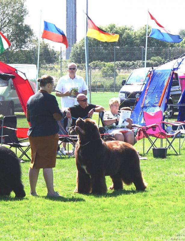 Фото: ньюфаундленд Акватория Келвин Райз Афтэ Ми (Aquatoriya Kelvin Rise After Me)
