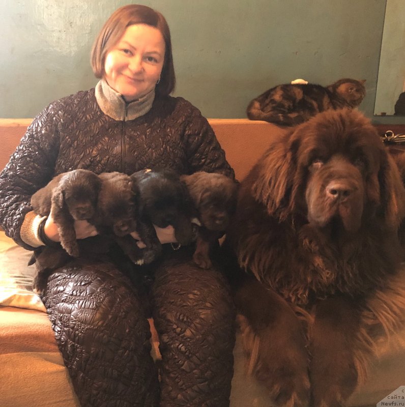 Фото: ньюфаундленд Акватория Келвин Виринея (Aquatoriya Kelvin Virineya)