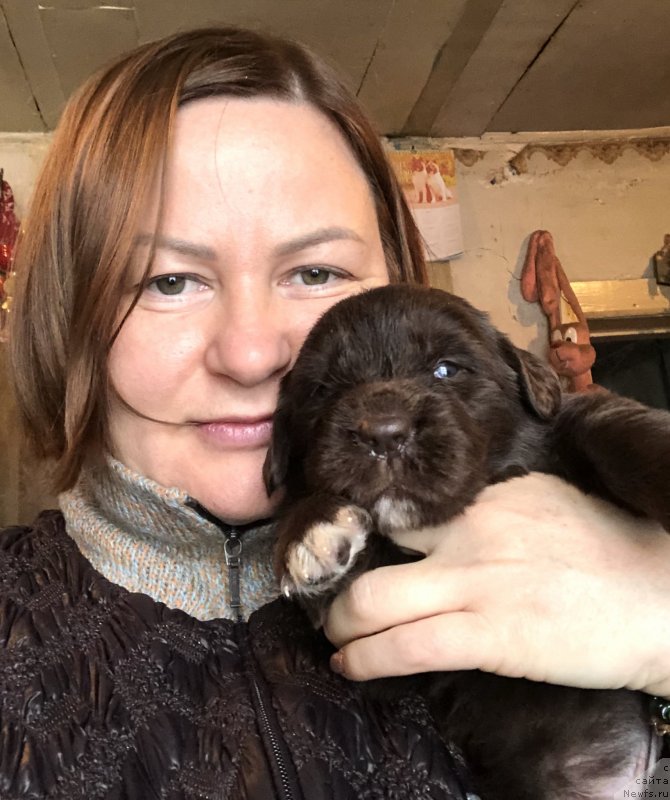 Фото: ньюфаундленд Акватория Келвин Виринея (Aquatoriya Kelvin Virineya)