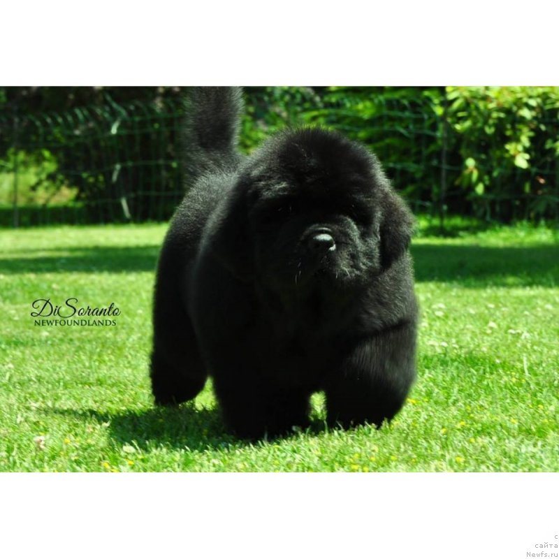 Фото: ньюфаундленд Disoranto Dark Temptation