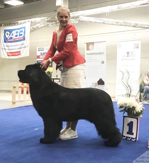 Фото: ньюфаундленд Акватория Келвин Ориджинал Эдишен
