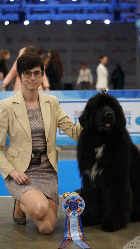 Фото: ньюфаундленд Акватория Келвин Ориджинал Эдишен