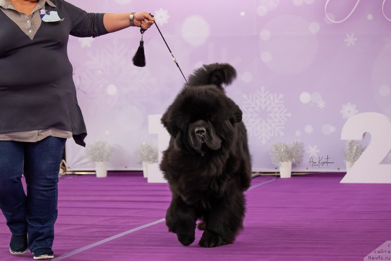 Фото: ньюфаундленд Даркфлайт Мэриленд (Darkflight Maryland)