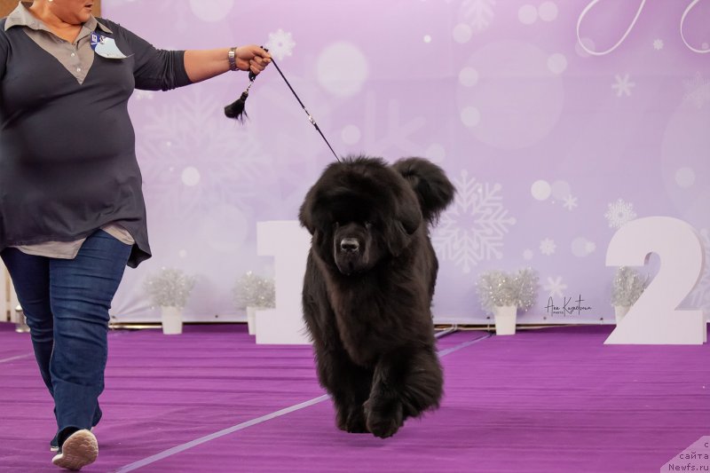 Фото: ньюфаундленд Даркфлайт Мэриленд (Darkflight Maryland)