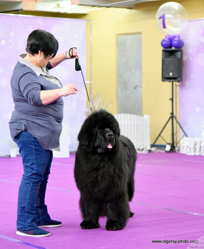 Фото: ньюфаундленд Даркфлайт Мэриленд (Darkflight Maryland)