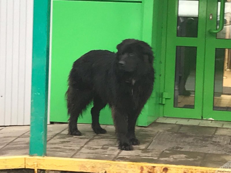 Фотография № 245710