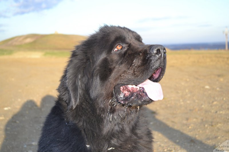 Фото: ньюфаундленд Роза Мимоза