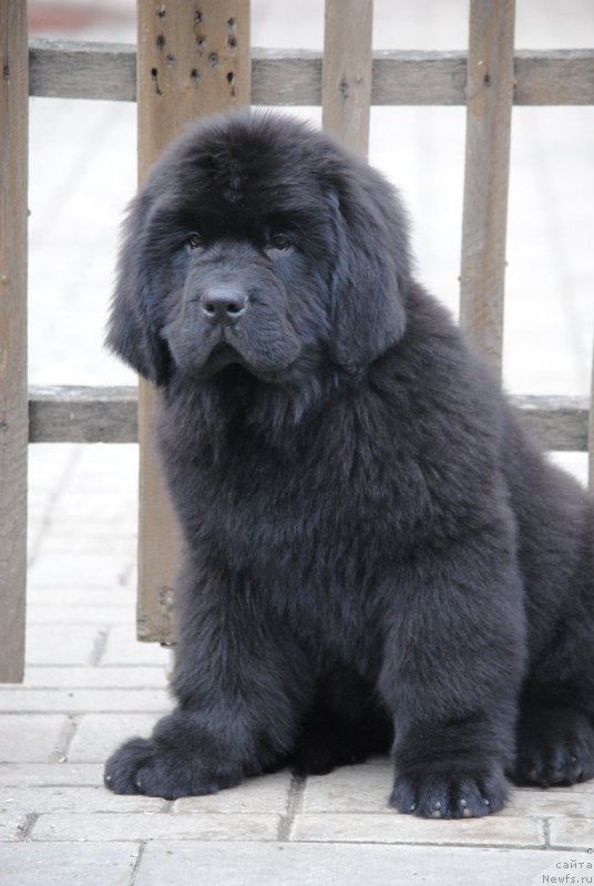 Фото: ньюфаундленд Моя Стихия Тор Одинсон