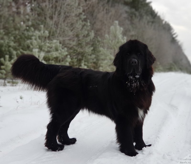Фото: ньюфаундленд Лаской Согревающая Лаика (Laskoy Sogrevayuschaya Laika)