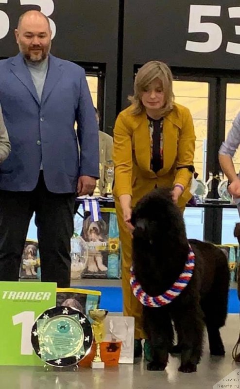 Фото: ньюфаундленд Жустина Гаспара Де Таше (Zhustina Gaspara de Tashe)