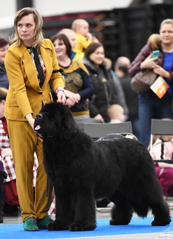 Фото: ньюфаундленд Смигар Агдай Виртус (Smigar Agday Virtus)