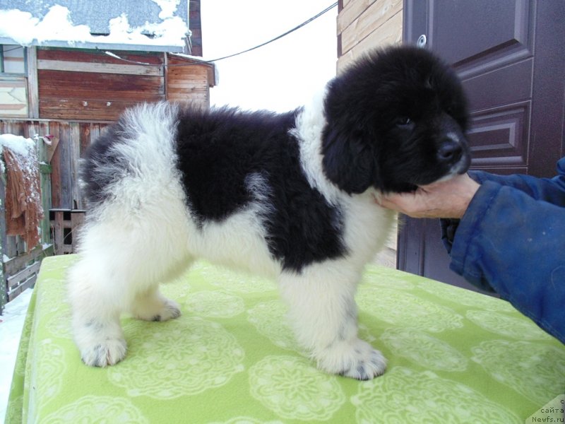 Фото: ньюфаундленд Койву от Карельских Медведей