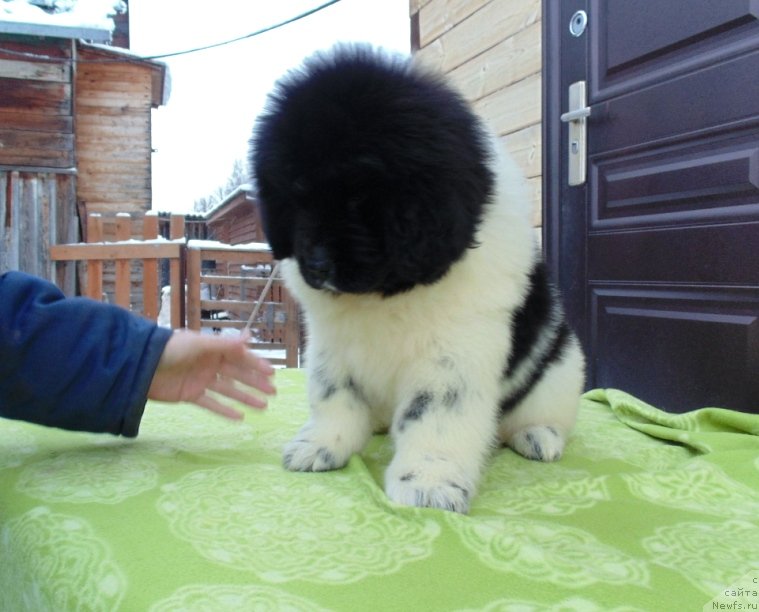Фото: ньюфаундленд Койву от Карельских Медведей