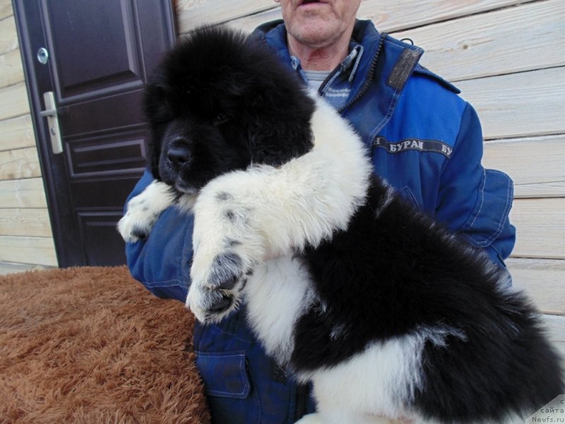 Фото: ньюфаундленд Лапландия от Карельских Медведей