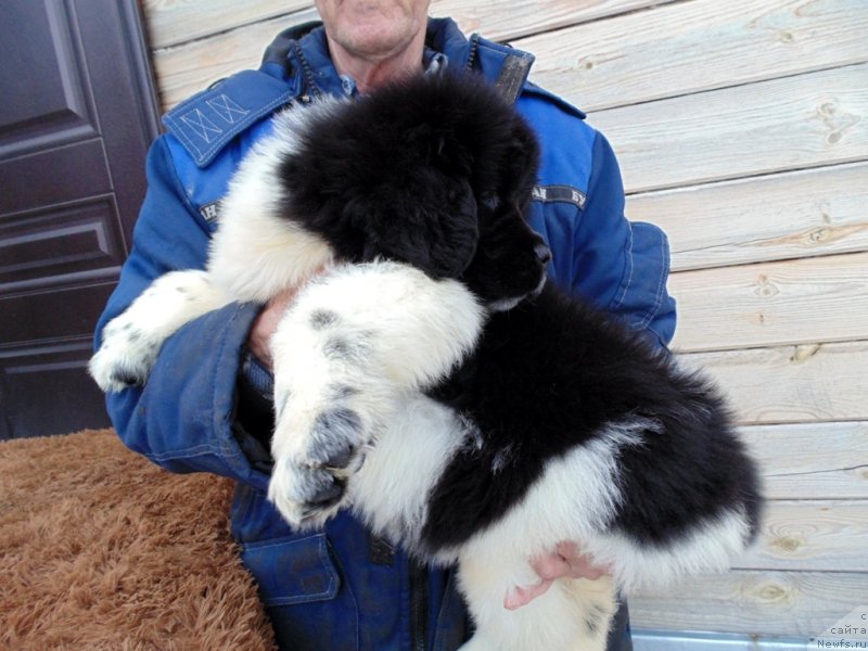 Фото: ньюфаундленд Лапландия от Карельских Медведей