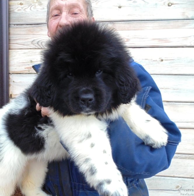 Фото: ньюфаундленд Лапландия от Карельских Медведей