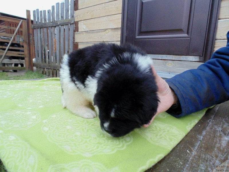 Фото: ньюфаундленд Контио от Карельских Медведей