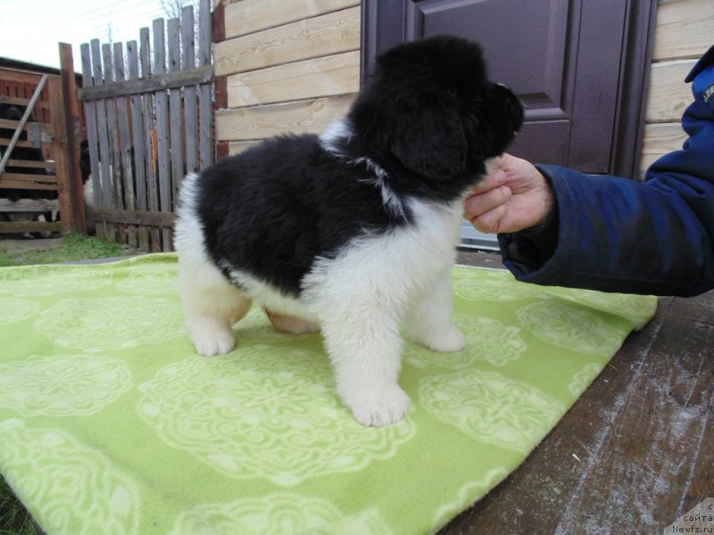 Фото: ньюфаундленд Контио от Карельских Медведей