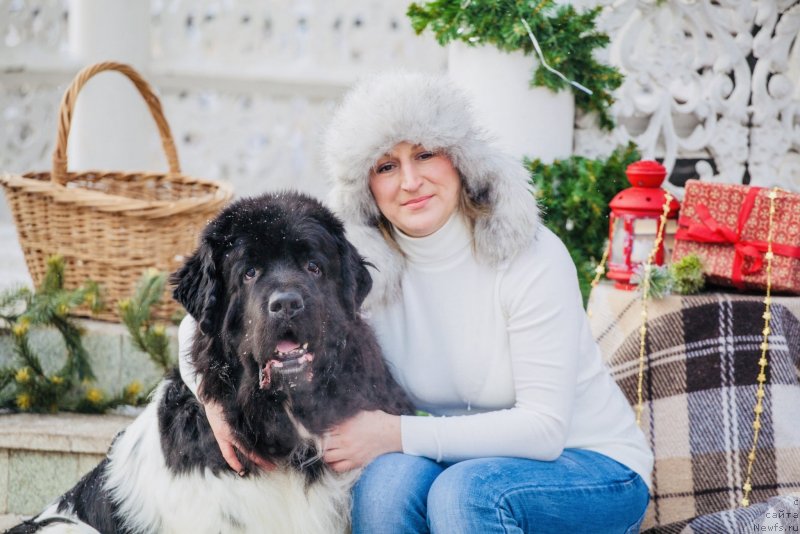 Фото: ньюфаундленд Плюшевая Панда Ферреро Ронд Нуар (Plushevaya Panda Ferrero Rond Noir)