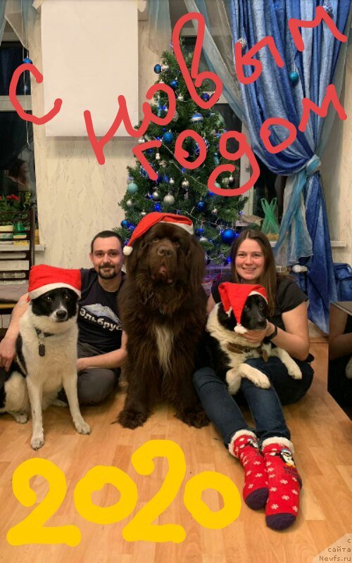 Фото: ньюфаундленд Браунблад МСК Абрамс-Стронг (Brownblood MSK Abrams-Strong), Екатерина Бабаджанянц