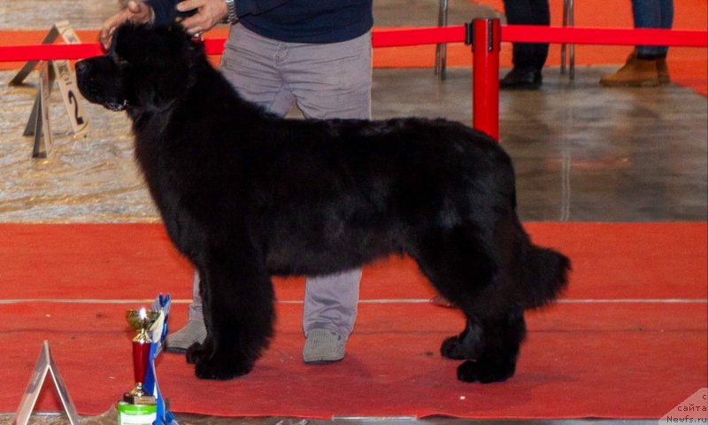 Фото: ньюфаундленд Вятский Медведь Принцесса Пролине