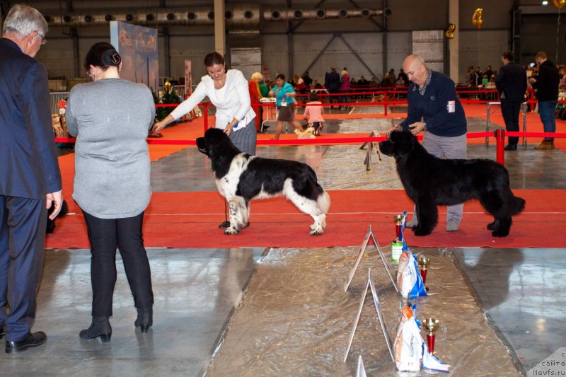 Фото: ньюфаундленд Вятский Медведь Принцесса Пролине